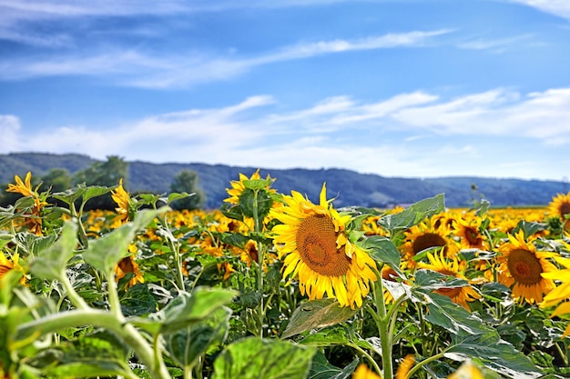 Gros plan d'un champ de tournesols jaunes poussant à l'extérieur dans un paysage coloré par une journée ensoleillée en été en France Superbes terres agricoles près d'un ciel bleu dans la campagne lyonnaise rurale