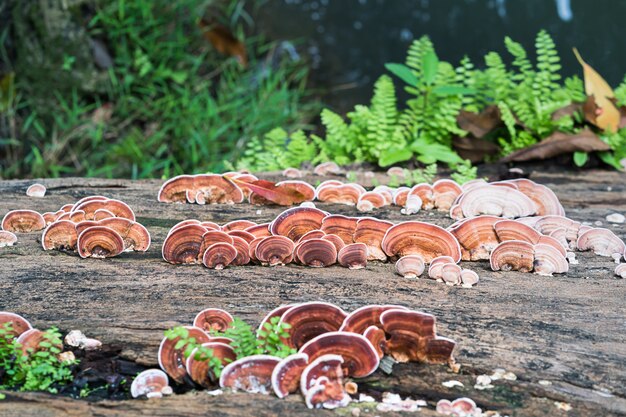 Gros plan, de, champignon, sur, bois, bois