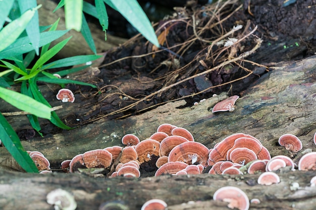 Gros plan, champignon, sur, bois