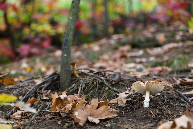 Gros plan sur champignon dans la forêt d'automne