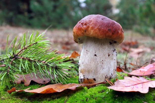 Gros plan d'un champignon sauvage à côté d'une branche d'arbre