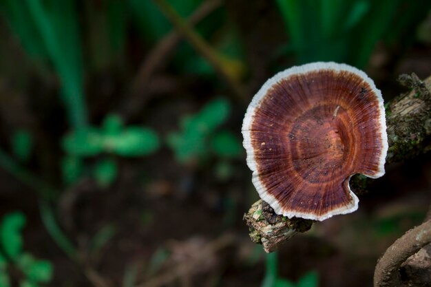 Un gros plan d'un champignon