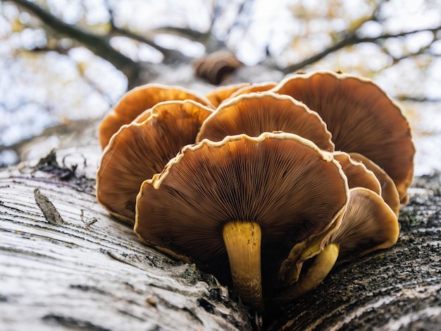 Un gros plan de champignons poussant sur un arbre