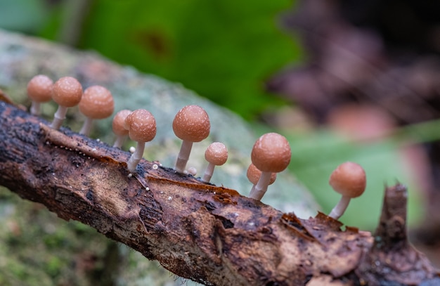 Gros plan des champignons sauvages bruns sur une branche d'arbre dans la nature. concept de vie dans la nature