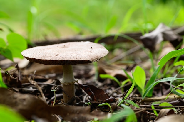 Gros plan de champignons sauvages dans la nature