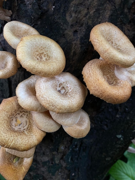 Un gros plan de champignons sur une souche d'arbre