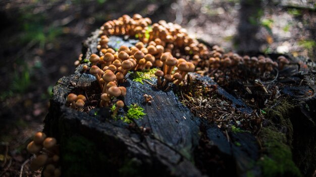 Gros plan de champignons sur une souche dans la forêt Espace de copie de fond nature floue Environnement écologique