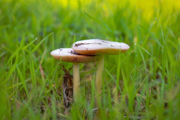 Gros plan de champignons sur le terrain