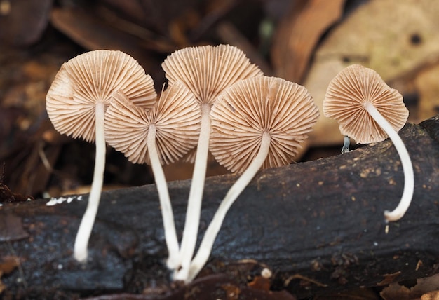 Un gros plan des champignons