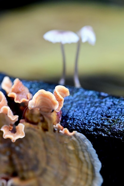 Photo un gros plan des champignons