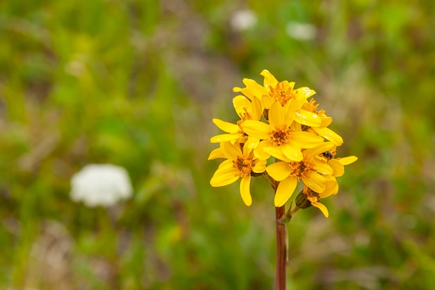 Gros plan des champs de fleurs jaunes avec la montagne en arrière-plan au loin.