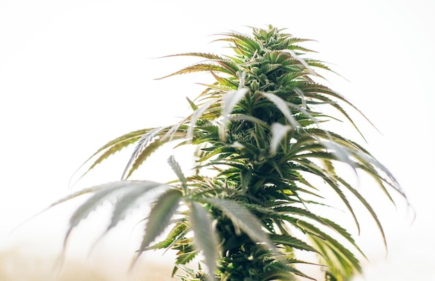 Photo gros plan de chanvre d'inflorescences de marijuana souche de cannabis bourgeon médical
