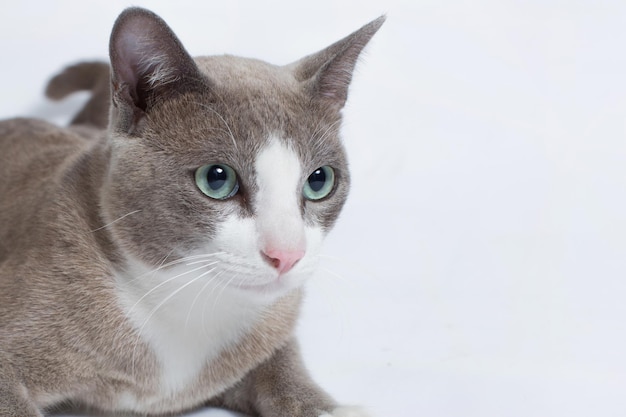 Un gros plan d'un chat alerte