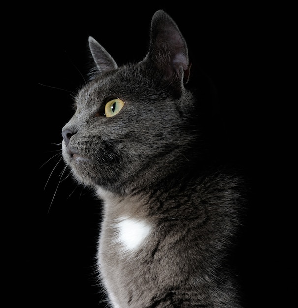 Gros plan sur le chat animal portrait