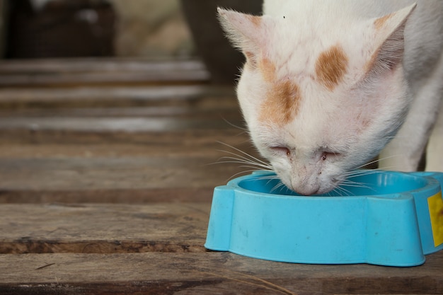 Gros plan de chat blanc mange de la nourriture.