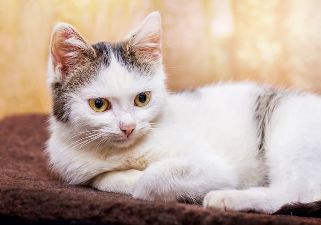 Gros plan sur chat blanc reposant sur le canapé