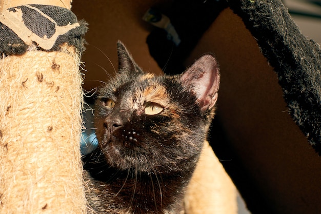 Un gros plan d'un chat brun et noir à l'intérieur