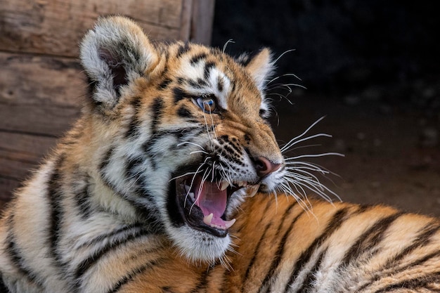 Photo un gros plan d'un chat dans un zoo