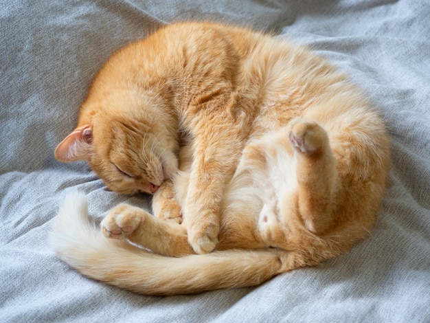 Gros plan d'un chat domestique aux cheveux roux couché sur une couverture grise avec sa patte arrière relevée Animal drôle Vue de dessus mise à plat