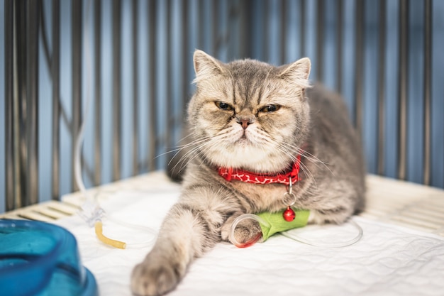 Gros plan d'un chat écossais assis dans la cage