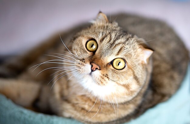 Gros plan de chat écossais surpris