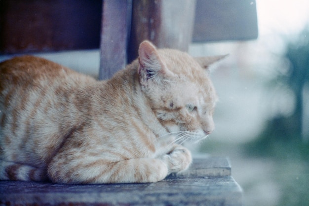 Un gros plan d'un chat endormi