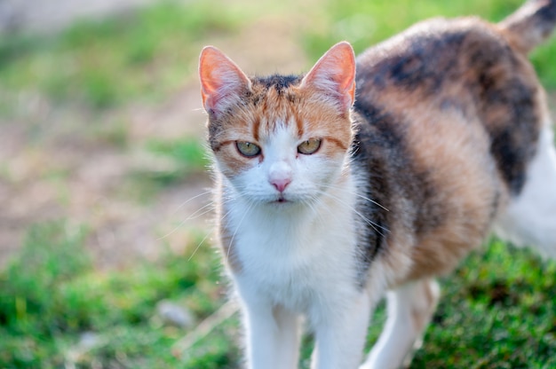 Gros plan d&#39;un chat errant marchant dans le jardin