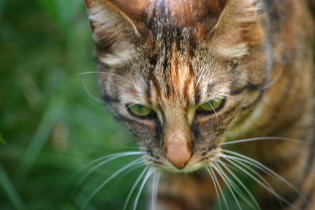 Photo un gros plan d'un chat errant