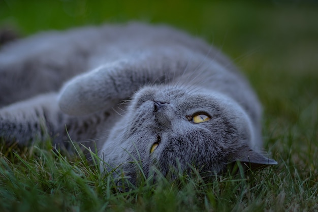Gros plan d'un chat fantaisie allongé sur l'herbe verte dans un jardin
