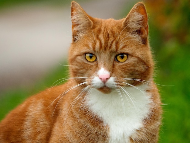 Gros plan d'un chat fantaisie dans un jardin