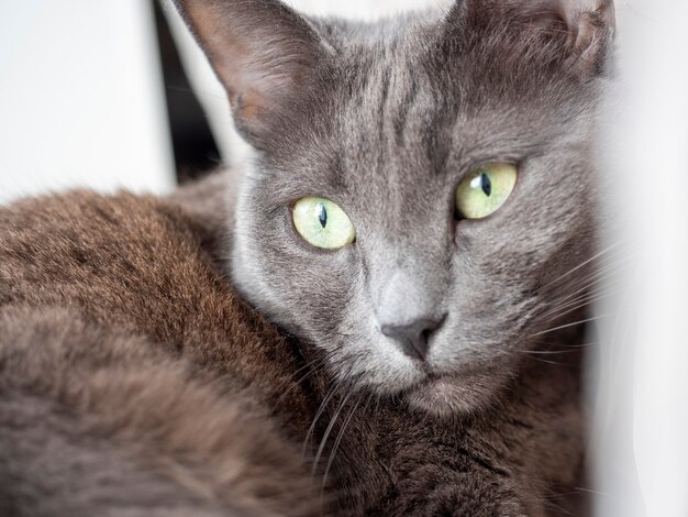 Gros plan sur un chat gris allongé qui regarde au loin.