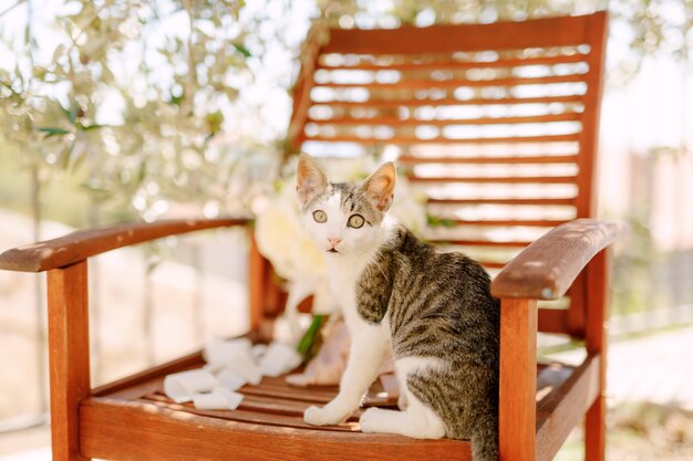 Gros plan d'un chat gris et blanc assis sur une chaise en bois