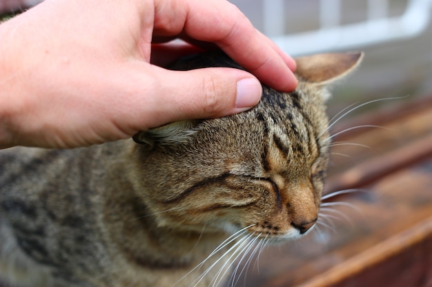 Gros plan de chat gris caressant la main