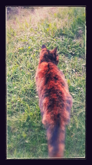 Photo un gros plan d'un chat sur l'herbe