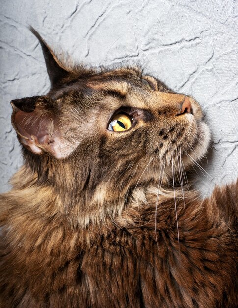 Gros plan d'un chat Maine Coon adulte allongé sur le lit