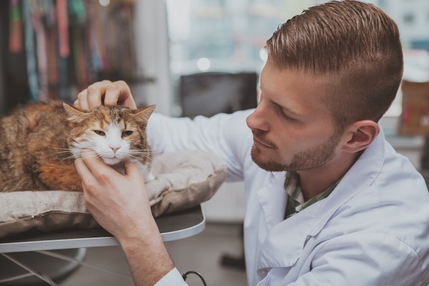 Gros plan d'un chat mignon examiné par un médecin vétérinaire professionnel