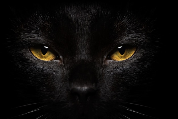 Gros plan de chat noir d'Halloween