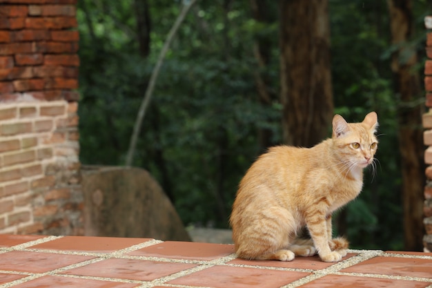 Gros plan chat orange dans le temple en thaïlande