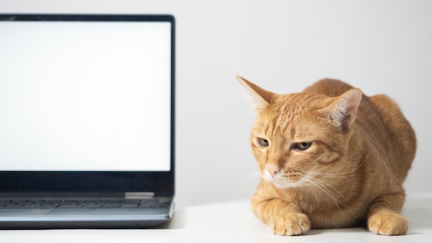 Gros plan sur un chat orange posé sur la table avec un écran blanc pour ordinateur portable