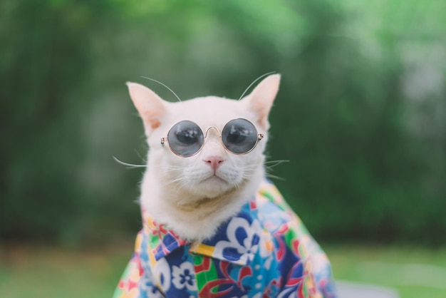 Un gros plan d'un chat portant des lunettes de soleil
