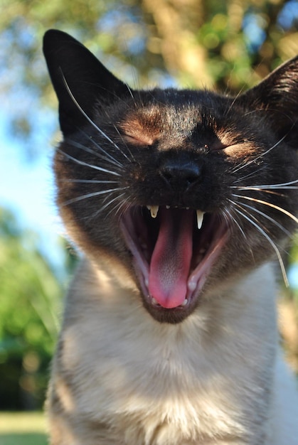 Un gros plan d'un chat qui bâille dans un parc