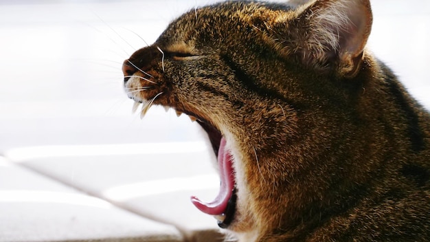 Photo un gros plan d'un chat qui bâille