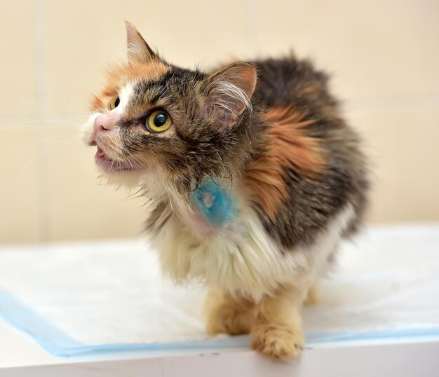 Photo un gros plan d'un chat qui détourne le regard