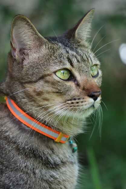 Un gros plan d'un chat qui détourne le regard