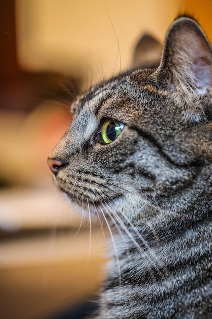 Un gros plan d'un chat qui détourne le regard