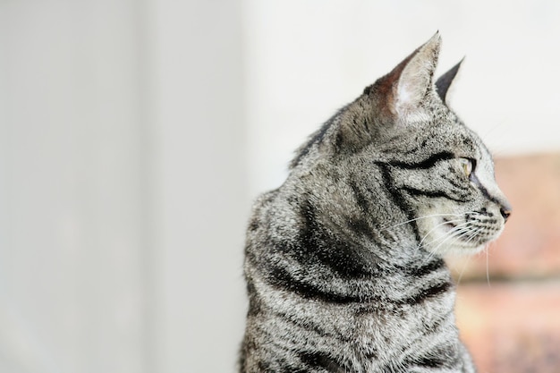 Un gros plan d'un chat qui détourne le regard