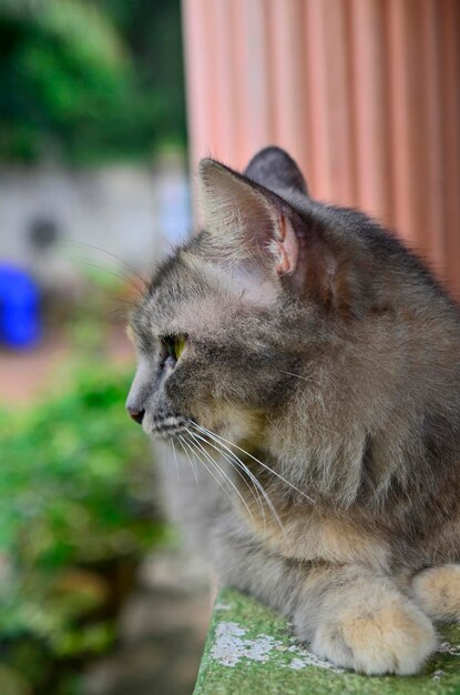 Un gros plan d'un chat qui détourne le regard