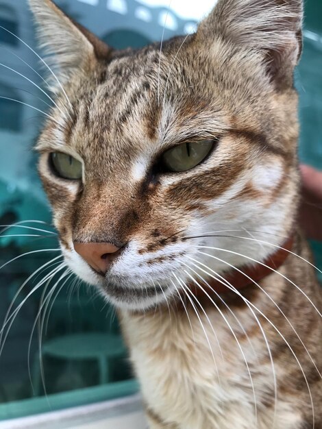 Un gros plan d'un chat qui détourne le regard