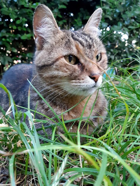 Photo un gros plan d'un chat qui détourne le regard