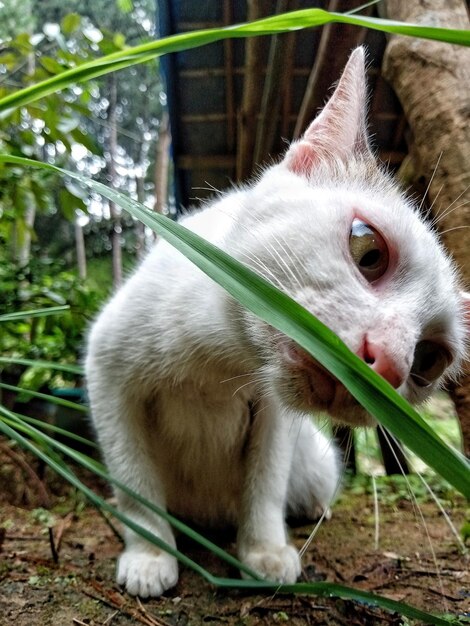 Un gros plan d'un chat qui détourne le regard